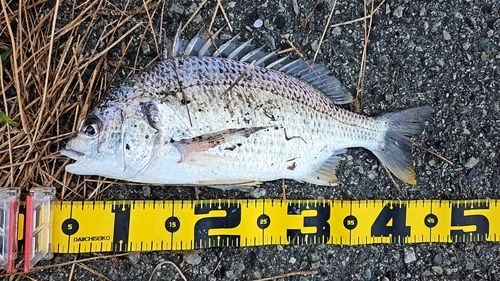 キビレの釣果