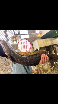 カムルチーの釣果