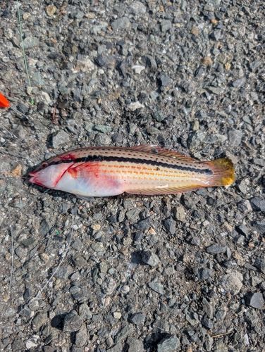 キュウセンの釣果
