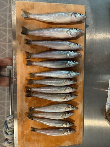 キスの釣果