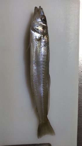 キスの釣果
