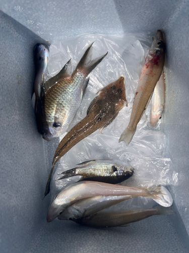 キスの釣果