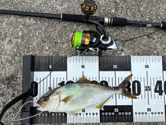 ネリゴの釣果