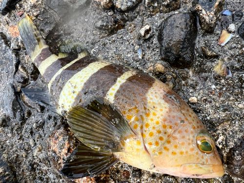 アオハタの釣果