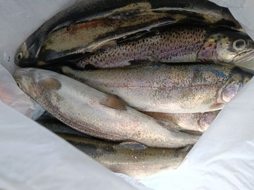 アマゴの釣果