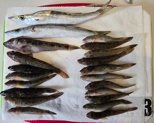マハゼの釣果
