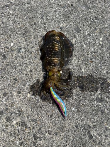 アオリイカの釣果