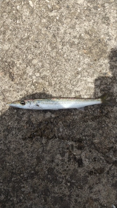カマスの釣果