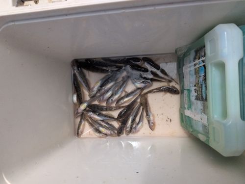 マハゼの釣果