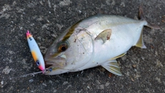 ネリゴの釣果