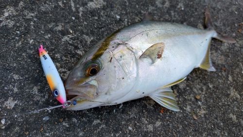 ネリゴの釣果