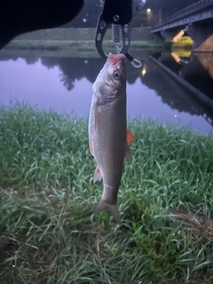 ウグイの釣果