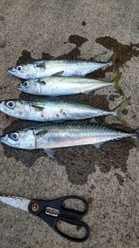 サバの釣果