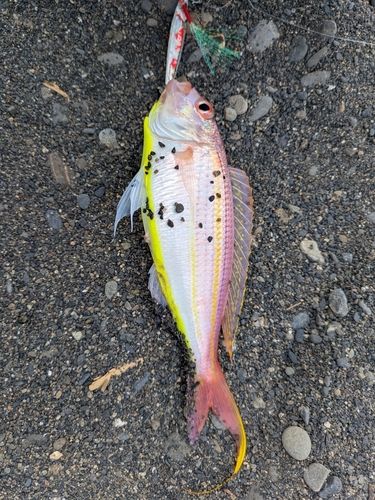 ソコイトヨリの釣果