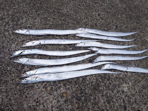 タチウオの釣果