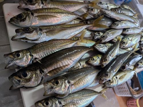 マアジの釣果