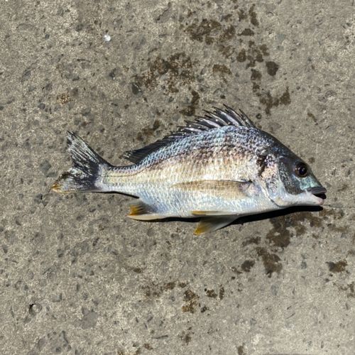 キチヌの釣果