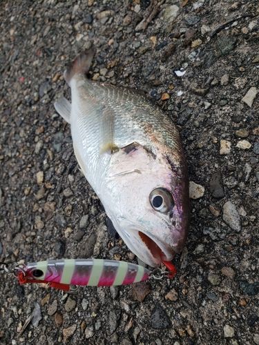 イシモチの釣果