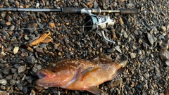 キジハタの釣果