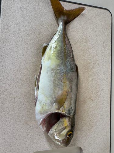 ショゴの釣果