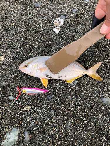 ショゴの釣果