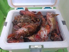 カサゴの釣果