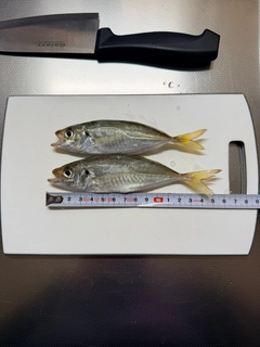 マアジの釣果
