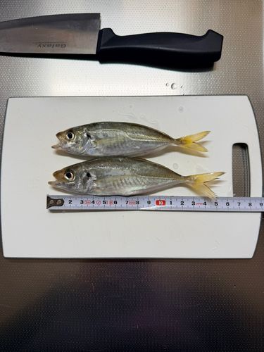 マアジの釣果