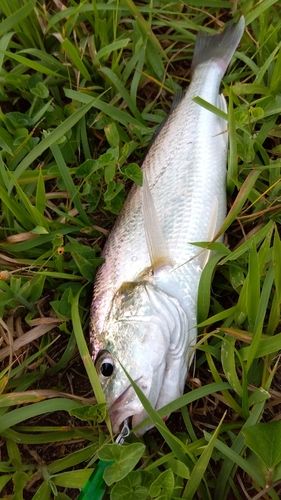 イシモチの釣果