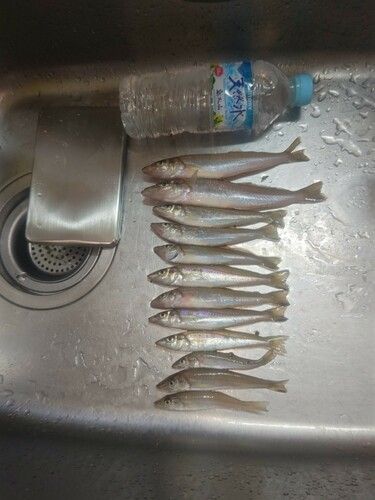 キスの釣果
