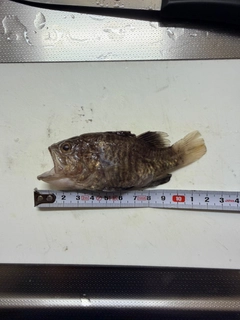 クロイシモチの釣果