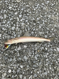 エソの釣果