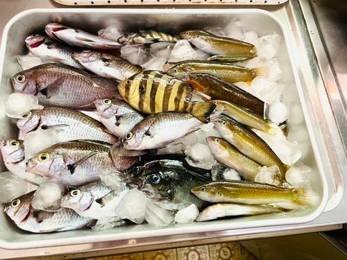 スズメダイの釣果