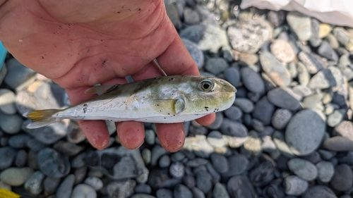 シロサバフグの釣果