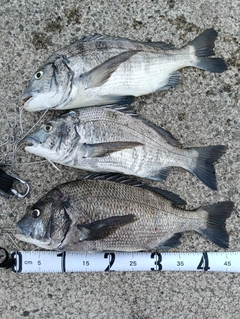 クロダイの釣果