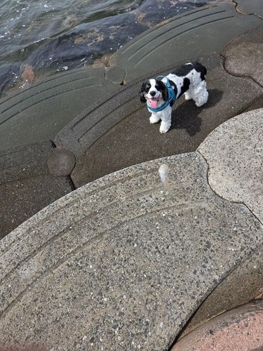 シロギスの釣果