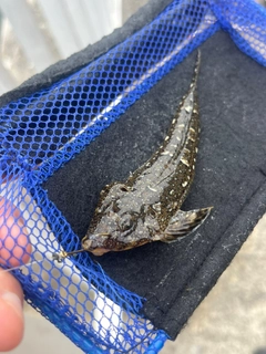 ネズミゴチの釣果