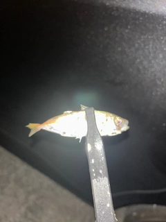 マアジの釣果