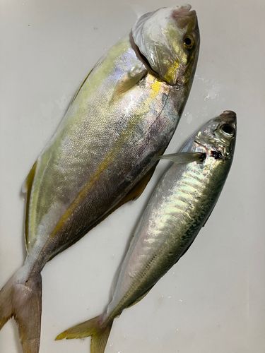 ネリゴの釣果