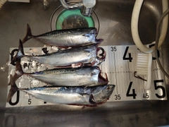 ソウダガツオの釣果