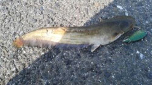 ナマズの釣果