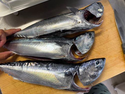 マルソウダの釣果
