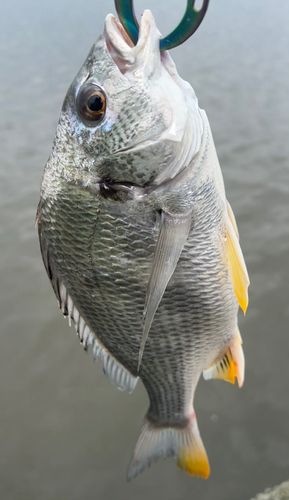 キビレの釣果
