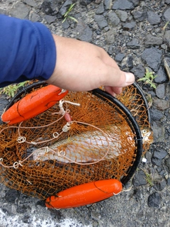 ニジマスの釣果