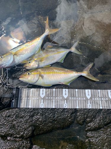 アコウの釣果