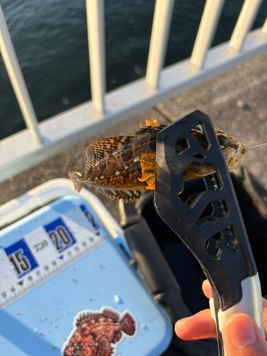 アナハゼの釣果