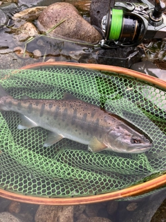 ヤマメの釣果