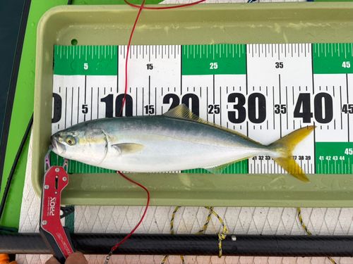イナダの釣果
