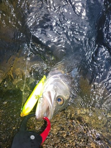 スズキの釣果
