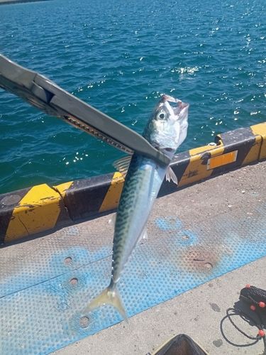 サバの釣果
